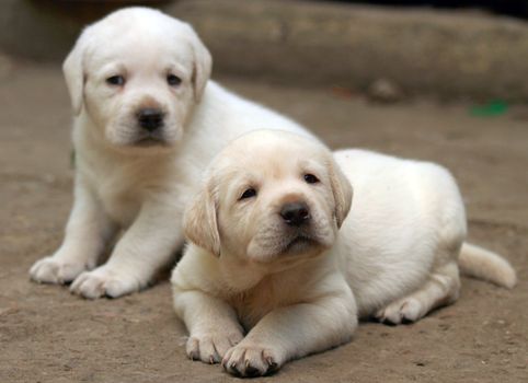 two yellow labrador puppies in the yard