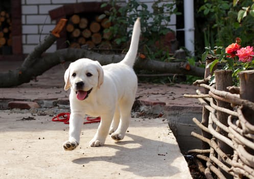 yellow labrador puppy running in the yard