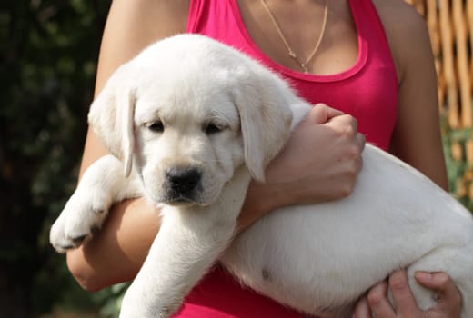 yellow labrador puppy in the hands