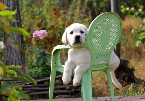 yellow labrador puppy in the garden sitting on an old green chair