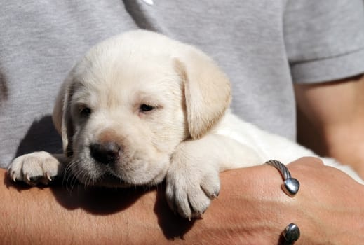 yellow labrador puppy  in the hands of a man