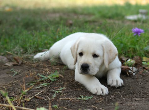 yellow labrador puppy laying in the garden on grass