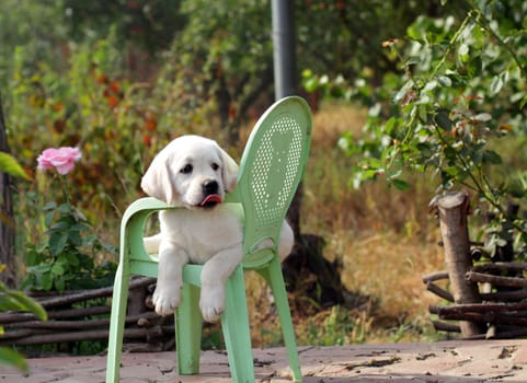 yellow labrador puppy in the garden sitting on an old green chair