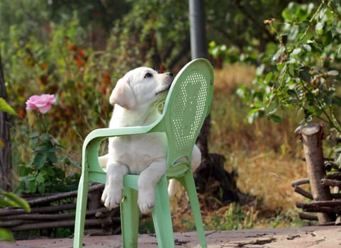 yellow labrador puppy in the garden sitting on an old green chair