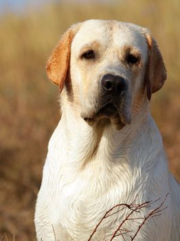 yellow labrador portrait in summer in the field