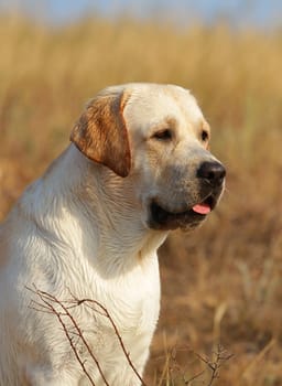 yellow labrador portrait in summer in the field