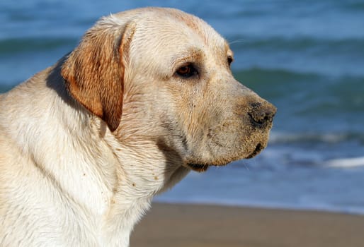 yellow labrador looking at the sea in summer