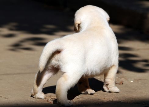 yellow labrador puppy walking in the yard