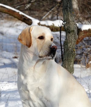 yellow labrador in winter in the park portrait
