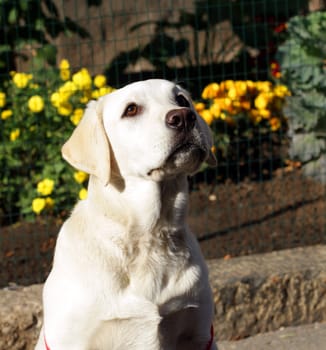 yellow labrador portrait in summer 