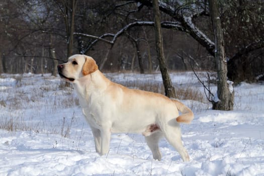 yellow labrador in the snow in winter