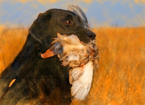 oil painting portrait of hunting black labrador with duck