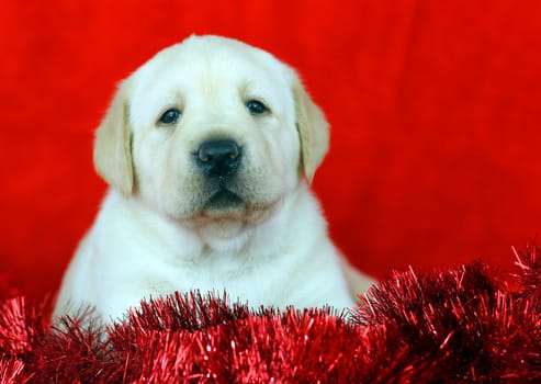 New Year (Christmas) yellow labrador puppy on red background