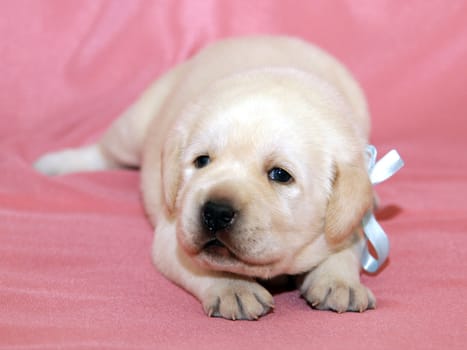 yellow labrador puppy on the pink background