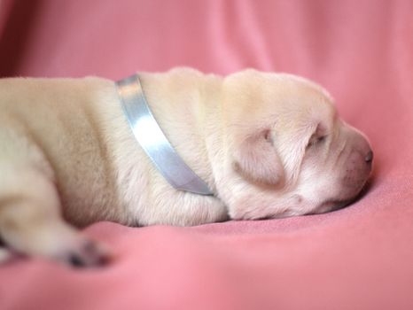 newborn yellow labrador puppy sleeping on pink background