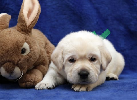 yellow labrador puppy on the toy rabbit on blue background