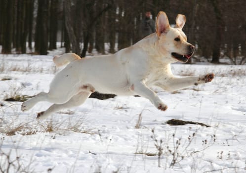 yellow labrador running in the snow in winter