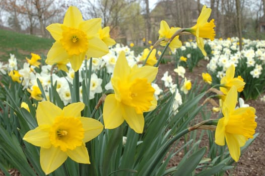 Daffodils blooming in the spring.