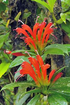 Name of science ;Agapetes Parishii   C.B. Clarke. Epiphytic shrub about 1 m tall plump swollen tuberous roots by a single spiral around the branch. Elliptic-oblong or elliptic, cynically 3-4.5 cm long, 9.5 to 15 cm wide, narrow pointed leaves skin smooth wedge veins 11-14 pairs of bright red flower bouquet as a King. Petals 2-2.5 cm long, slender stalk sub torus five cup shaped petals narrow petals as Bloated with short length of tube surface is smooth, the five-pointed tip of the pointed arch, subglobose, 6-7 mm wide surface smooth.