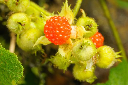 Wild red berries in rain-forest.