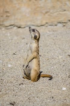 Side view of attentive suricate looking up in the air.