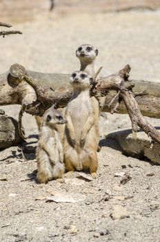 Suricate family with one baby suricate. Male and female looking attentively.