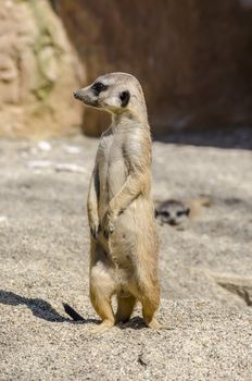 Side view of standing suricate on the lookout.