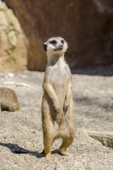 Suricate or meerkat on the lookout.