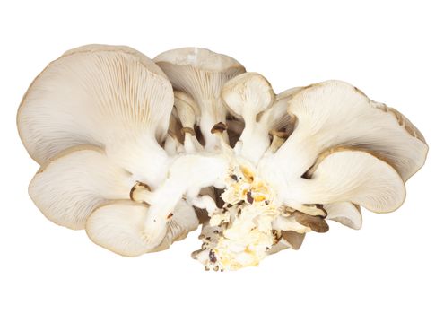 Oyster mushrooms on a white background