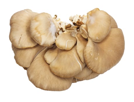 Oyster mushrooms on a white background 