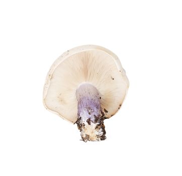 mushroom blue foot