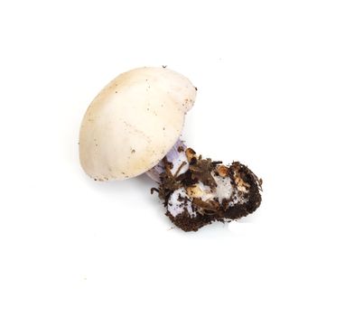 mushroom blue foot