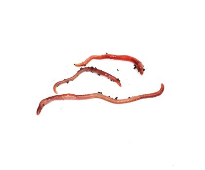 red worms