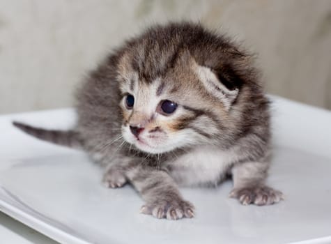 little kitty