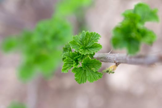 Young leaves of a currant