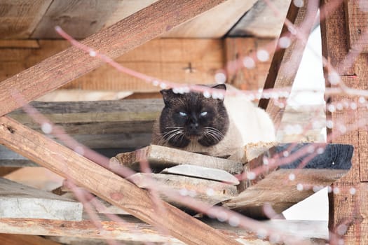 big fat Siamese cat hiding from the rain under the roof