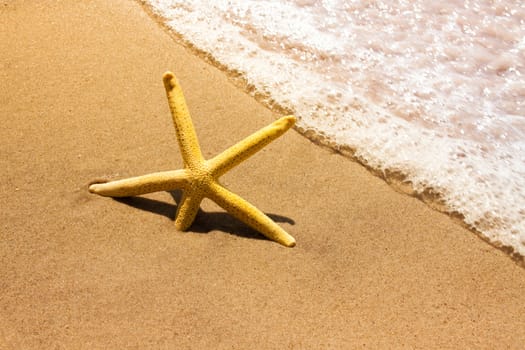 starfish in the waves