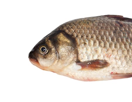 head carp