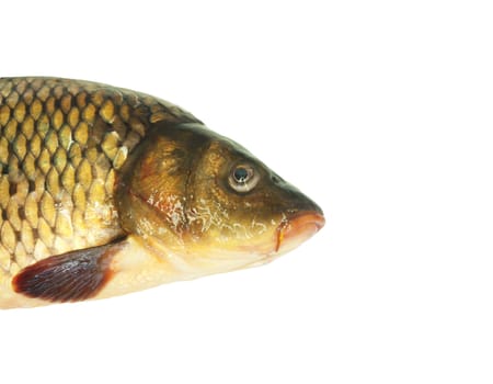 carp on a white background