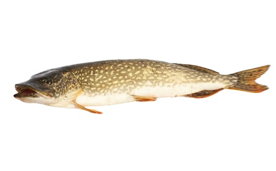 Pike 