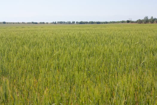 Green wheat field
