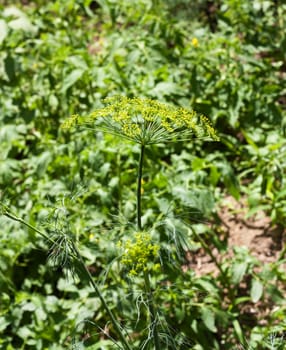 yellow-green dill