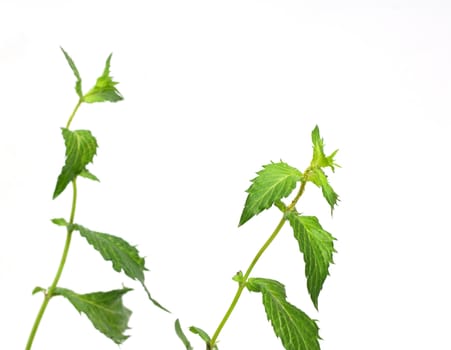 mint on a white background