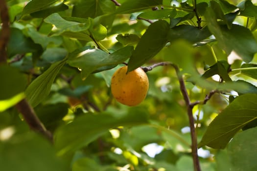 Apricot on a tree with an ant 