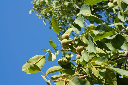 walnuts on the tree