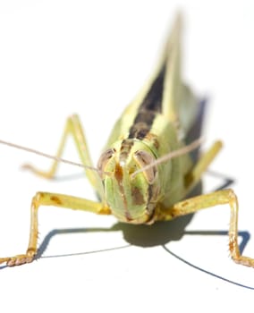 green insect grasshopper isolated on white 