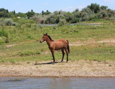 horse on nature