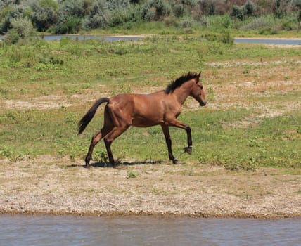 horse on nature