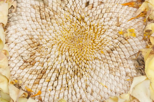 white sunflower seeds in