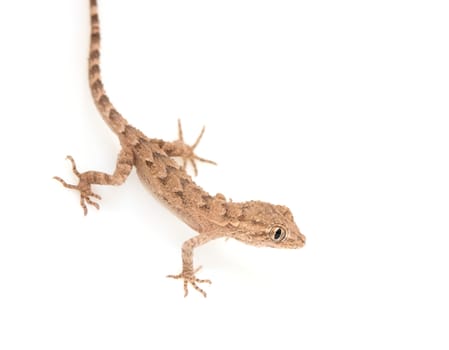 brown spotted gecko reptile isolated on white, view from above 